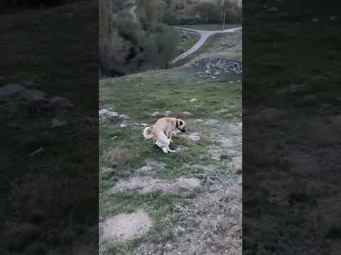 ZEYNO KIZANA GELİYOR #kangal #dog #cat #animals #dogs #dogs #puppy #alabai #nature #wolf #köpek