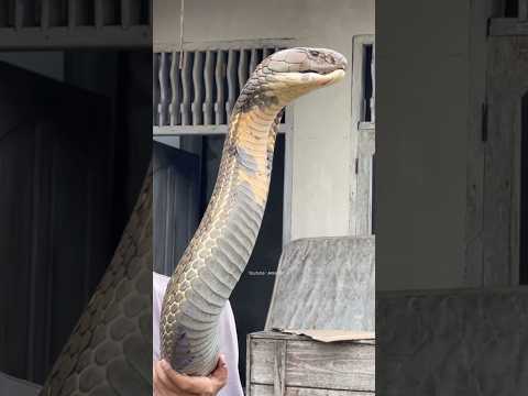 🐍 SNAKE 🧔🏻‍♂️ Control #snake #kingcobra #viralvideo #youtubeshorts #subscribe #channel #shoot 🔥