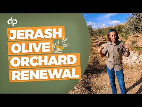 Transforming Monoculture Olives into a Biodiverse Food Forest at Jerash University