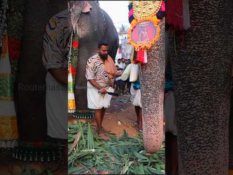ഉട്ടോളി പാപ്പാന്റെ വക സാധൂന് ഒരു പാതി😊#shorts #viral #elephant