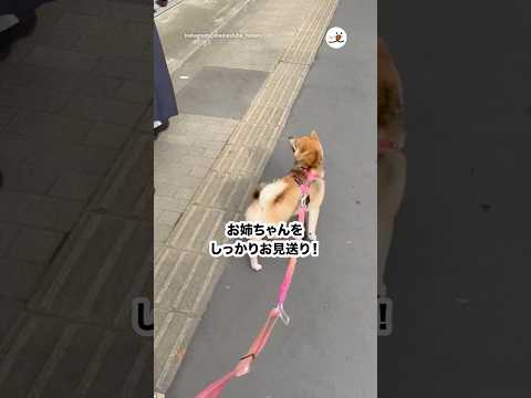 朝んぽは嫌だけどお姉ちゃんのお見送りはしたい柴犬🐕｜PECO