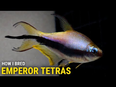 How I Bred Emperor Tetras at Home In this video I'll cover my approach to sexing, spawning, and raising the fry of Emperor Tetras (Nem