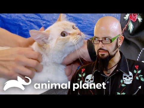 Frankie's Family Is Fed Up With His Feces | My Cat From Hell | Animal
Planet
