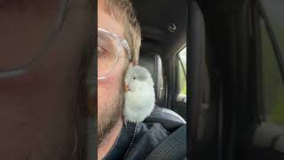 Bird Tries To Get As Close To Dad As Possible