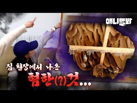 집 안에 쏟아진 수천마리의 따끔한 녀석들...★ㅣStinging Bees All Over The House