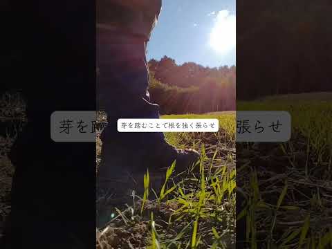 種まきから20日目の麦踏み🌾