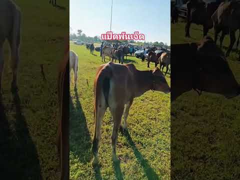 วัวต่ำหมื่น #ตลาดนัดโคกระบือ #cow #ราคาวัววันนี้ #animals #วัว #นายฮ้อย #คนเลี้ยงวัว