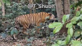 Pangdi male Tiger sighting at tadoba 🐅😍🐯🐾❤️@rohantravelstories @FactsPhylum @AlphaFacts