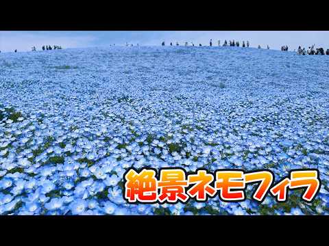 ひたち海浜公園の絶景ネモフィラを見に行く【観光 | ネモフィラ】2026.04.20
