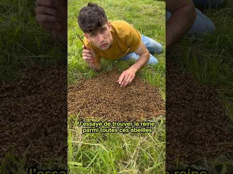 🐝Récupération d’un essaim d’abeilles au sol🐝 #abeille #bee #apiculture #ruche #miel #reine