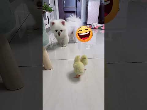 🐶🐣❤️ #<strong>shorts</strong> #dog #<strong>cute</strong>