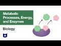 Cellular Energy and Enzyme Functions
