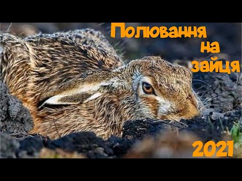 Полювання на зайця 2021. Зарив носом в ріллю 😁