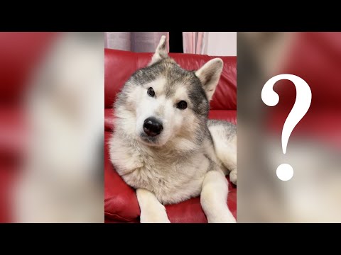 野生を完全に失ったハスキーの前で遠吠えしてみた
