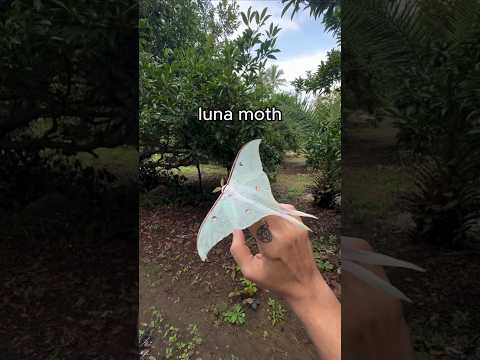 moon moth 🦭🌙 7 day kingdom 😞#youtubeshorts #viralshorts