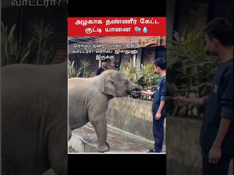 கொஞ்சம் தண்ணீர் கிடைக்குமா BOSS? 🐘💧 #shorts #elephant #TRENDING