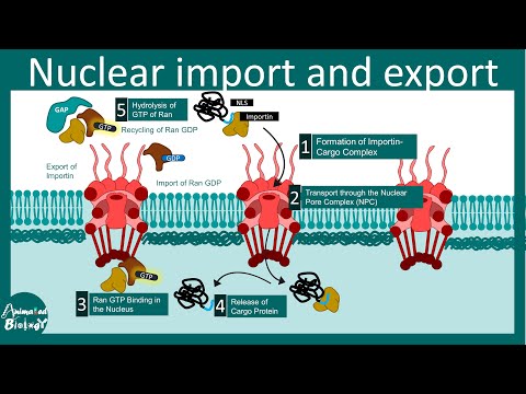 Nuclear import and export | Nuclear Pore complex | How proteins are moved in or out the nucleus?