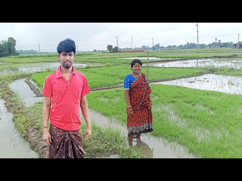 আমাদের গ্রামের ধান চাষ