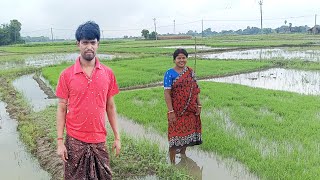 আমাদের গ্রামের ধান চাষ