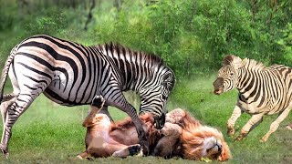 Zebra vs Lion. Watch The Battle Unfold! The Fight For Survival #Animal_World