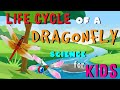 Dragonfly Life Cycle and Characteristics