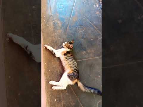 സാമർഥ്യക്കാരൻ 🥰 #funny #shortsvideo #comedy #comedyfilms