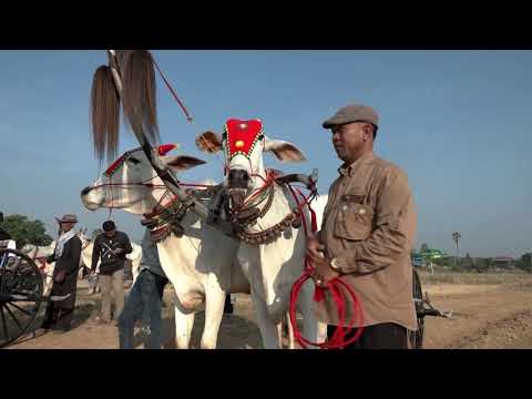 YouTube video thumbnail: Cambodian Farmers Preserve Khmer Tradition in Oxen Cart Race