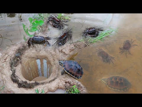 Amazing catch big turtle and crab by digging hole