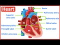 Heart Anatomy and Function Assessment