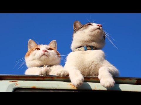 猫の動画サムネイル - 青空のちろとさばじろう　250628