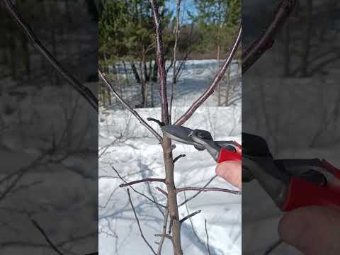🌳ОБРЕЗКА ЯБЛОНИ ВЕСНОЙ🍎ветка конкурент