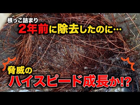 衝撃！２年半で根っこってここまで成長するの！？詰まる前でよかった！！【花のお掃除 #389】