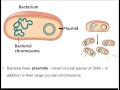 Exploring Genetic Engineering Processes