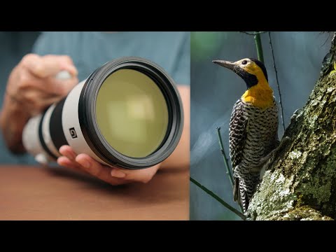 Fotografando Pássaros com Sony 400-800mm