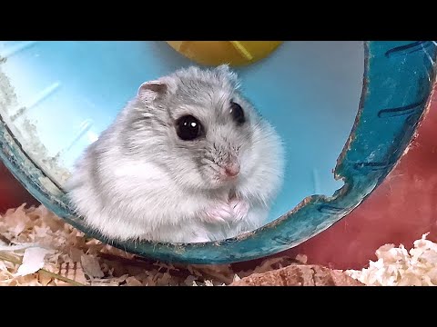 СКОЛЬКО ВРЕМЕНИ ХОМЯК МОЖЕТ НЕ МОРГАТЬ