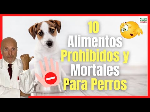 10 ALIMENTOS ⛔️ PROHIBIDOS para los PERROS ⛔️ desde Yorkshire hasta Labradores y Chihuahua