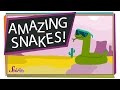 Understanding Snakes and Their Ecology