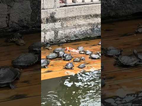 The turtles helped this fish! #shorts