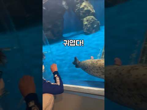 엄청난 물개의 그것