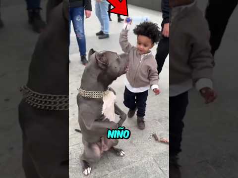 Este niño atacó a este perrito inocente y esto pasó 😰👀😱