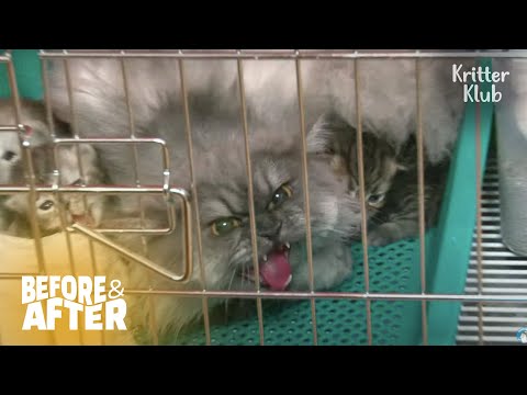 What’s Changed Lovely Mother Cat Into A Beast | Before & After Ep 23