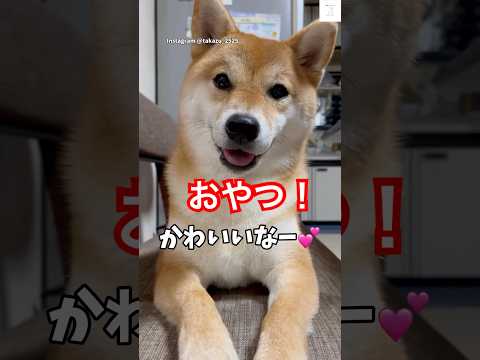 おやつ食べたい‼️柴犬のおねだりが可愛い💕　#柴犬　#犬　#かわいい犬 #犬のいる暮らし #かわいい サムネイル