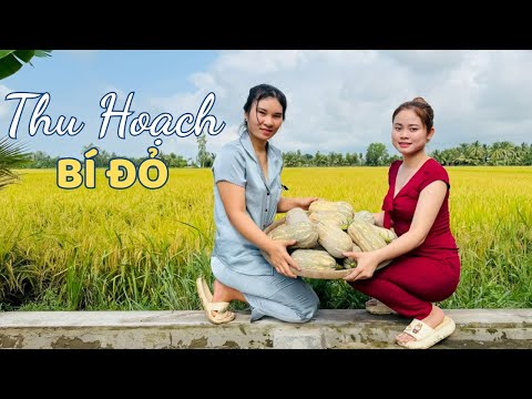 Cùng Hương Thu Hoạch Bí Đỏ Hồ Lô