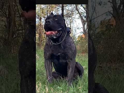 ¿Qué perros pueden enfrentarse al poderoso presa canario? #perros #presacanario #canecorso