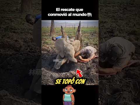 El rescate más emotivo: una cría de elefante atrapada en un pantano. 🐘