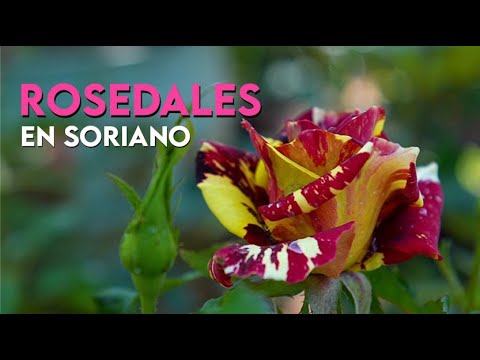 ROSEDALES en Soriano (URU)