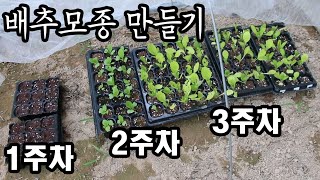 [자급자족] 배추 모종을 만들었습니다