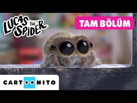 ÖRÜMCEK LUCAS | Bebek Bakıcısı | TAM BÖLÜM | @CartoonitoTurkiye
