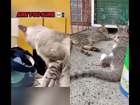 #cat #funny #memes #funnycats #catmemes#pets #pet #petloversusa #petloss #cutecat #catvideos #cats