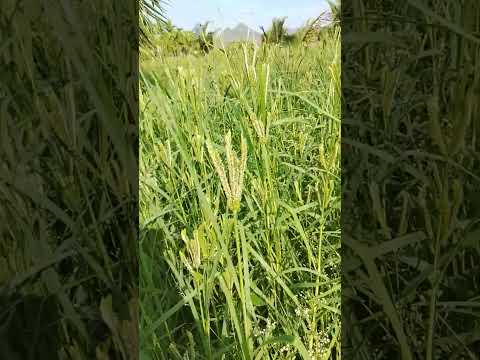 raagi bele #cottoncultivation #agriculture #music #song